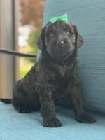 Onyx- F1 Standard , a female Goldendoodle for sale in Frostproof, FL – 8 of 10