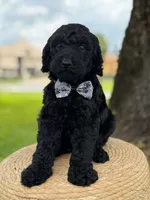 Ansel- F1b standard , a male Goldendoodle for sale in Frostproof, FL – 7 of 10