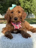 Celeste, a female Goldendoodle for sale in Frostproof, FL – 9 of 10