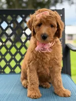 Bubbles- F1b Medium, a female Goldendoodle for sale in Frostproof, FL – 6 of 10