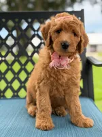 Bubbles- F1b Medium, a female Goldendoodle for sale in Frostproof, FL – 4 of 10