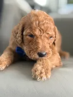 Shiloh- F1b Standard , a male Goldendoodle for sale in Frostproof, FL – 2 of 8