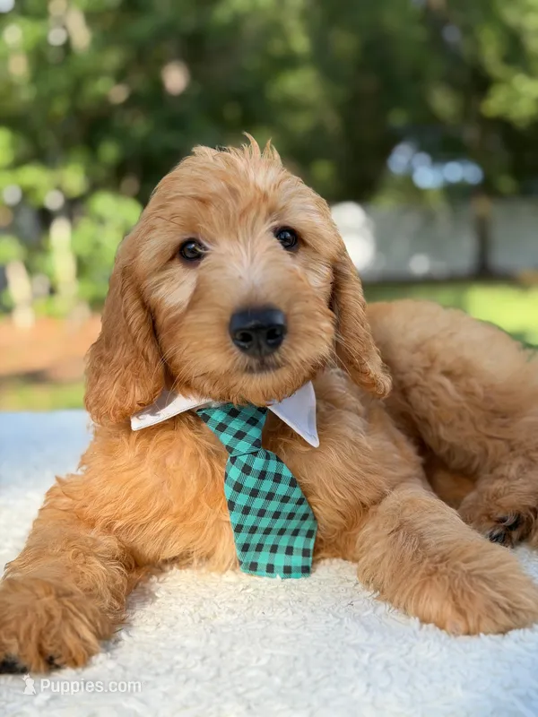 Apollo- F1 mini  – Goldendoodle puppy for sale in Frostproof, FL