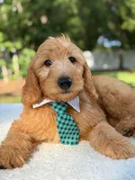 Apollo- F1 mini , a male Goldendoodle for sale in Frostproof, FL – 1 of 10