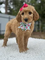 Aurora- F1 mini , a female Goldendoodle for sale in Frostproof, FL – 9 of 10