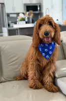Weston- F1b Medium, a male Goldendoodle for sale in Frostproof, FL – 10 of 10
