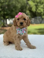 Trinity- F1b Mini , a female Goldendoodle for sale in Frostproof, FL – 2 of 10