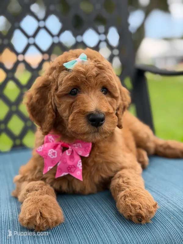 Lulú- F1b Medium  – Goldendoodle puppy for sale in Frostproof, FL