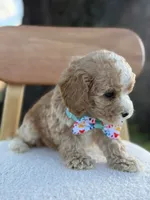 Jace- F1bb Toy, a male Goldendoodle for sale in Frostproof, FL – 2 of 10