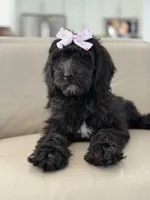 Onyx- F1 Standard , a female Goldendoodle for sale in Frostproof, FL – 5 of 10