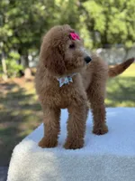 Princess- F1b Medium, a female Goldendoodle for sale in Frostproof, FL – 2 of 10