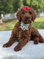 Cinnamon- F1b Standard , a female Goldendoodle for sale in Frostproof, FL – 7 of 10