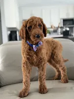 Milan- F1b standard , a male Goldendoodle for sale in Frostproof, FL – 6 of 10