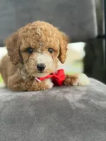 Bentley- F1bb Mini , a male Goldendoodle for sale in Frostproof, FL – 7 of 10