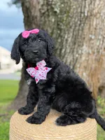 Diamond- F1 Standard, a female Goldendoodle for sale in Frostproof, FL – 8 of 10