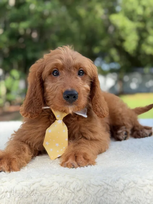 Aspen- F1 mini  – Goldendoodle puppy for sale in Frostproof, FL