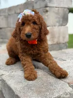 Ember- F1b Medium , a female Goldendoodle for sale in Frostproof, FL – 3 of 10