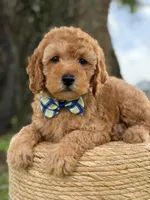 Sonic- F1b Toy, a male Goldendoodle for sale in Frostproof, FL – 9 of 10