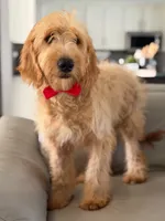 Apollo- F1 mini , a male Goldendoodle for sale in Frostproof, FL – 5 of 10