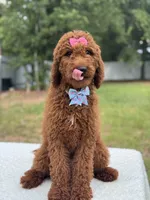 Camille- F1b Standard, a female Goldendoodle for sale in Frostproof, FL – 2 of 10