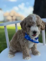 Johan- F1bb Toy , a male Goldendoodle for sale in Frostproof, FL – 3 of 10