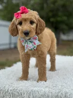 Aurora- F1 mini , a female Goldendoodle for sale in Frostproof, FL – 8 of 10