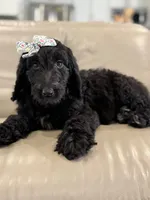 Adore- F1b Standard , a female Goldendoodle for sale in Frostproof, FL – 4 of 10