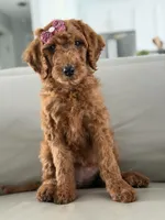 Monaco- F1b Standard , a female Goldendoodle for sale in Frostproof, FL – 5 of 10