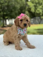 Trinity- F1b Mini , a female Goldendoodle for sale in Frostproof, FL – 8 of 10