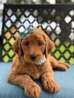 Trixie- F1b Medium , a female Goldendoodle for sale in Frostproof, FL – 6 of 10