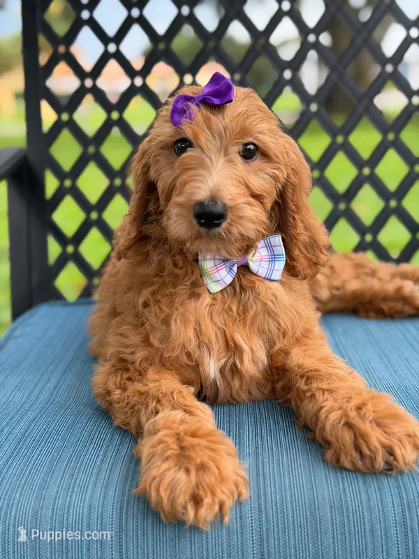 Savannah- F1b Standard  – Goldendoodle puppy for sale in Frostproof, FL