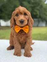 Weston- F1b Medium, a male Goldendoodle for sale in Frostproof, FL – 6 of 10