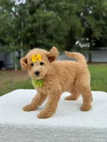 River- F1b Medium , a female Goldendoodle for sale in Frostproof, FL – 8 of 10