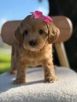Jewel- F1bb Toy , a male Goldendoodle for sale in Frostproof, FL – 1 of 10