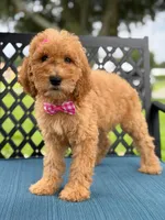 Lennon- F1b Medium , a female Goldendoodle for sale in Frostproof, FL – 10 of 10