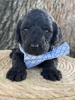 Axton- F1b Standard , a male Goldendoodle for sale in Frostproof, FL – 10 of 10
