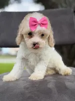 Daisy- F1bb Mini , a female Goldendoodle for sale in Frostproof, FL – 10 of 10