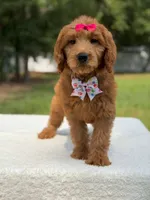 Rae- F1b Standard , a female Goldendoodle for sale in Frostproof, FL – 7 of 9