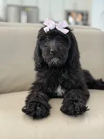Onyx- F1 Standard , a female Goldendoodle for sale in Frostproof, FL – 2 of 10