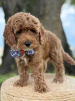 Luigi- F1b Toy, a male Goldendoodle for sale in Frostproof, FL – 4 of 10