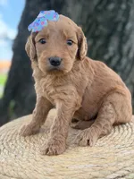 Lilah- F1b Medium, a female Goldendoodle for sale in Frostproof, FL – 8 of 10