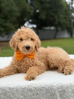 Ryder- F1b Medium , a male Goldendoodle for sale in Frostproof, FL – 9 of 10