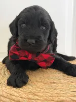 Ames- F1b Standard , a male Goldendoodle for sale in Frostproof, FL – 9 of 10