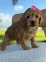 Jewel- F1bb Toy , a male Goldendoodle for sale in Frostproof, FL – 7 of 10