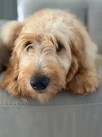 Apollo- F1 mini , a male Goldendoodle for sale in Frostproof, FL – 2 of 10