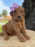 Lainey- F1b Medium , a female Goldendoodle for sale in Frostproof, FL – 5 of 10