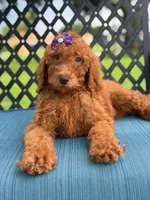 Sabrina- F1b Standard , a female Goldendoodle for sale in Frostproof, FL – 7 of 9