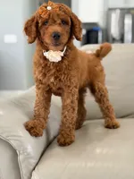 Ellie- F1b Medium, a female Goldendoodle for sale in Frostproof, FL – 3 of 10