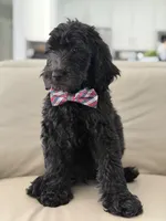 Ames- F1b Standard , a male Goldendoodle for sale in Frostproof, FL – 10 of 10