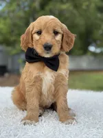 Archer- F1 Mini , a male Goldendoodle for sale in Frostproof, FL – 8 of 10
